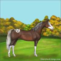 Horse Color:Silver Brown Splash Appaloosa 