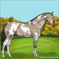 Horse Color:White Spotted Liver Red Dun 