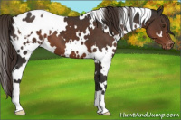 Horse Color:White Spotted Liver Chestnut Blanket 
