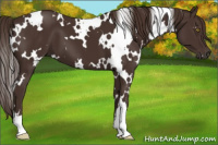 Horse Color:White Spotted Liver Chestnut 