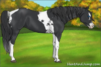 Horse Color:Black Splash Tobiano