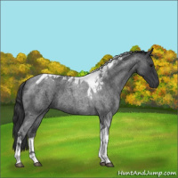 Horse Color:Blue Roan Tobiano 