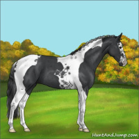 Horse Color:Blue Roan Splash Tobiano 