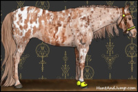 Horse Color:Chestnut Near Leopard  and Gold Champagne Blanket 
