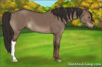 Horse Color:Liver Red Dun 