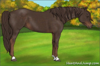 Horse Color:Liver Chestnut