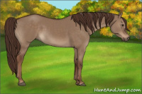 Horse Color:Liver Red Dun 
