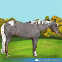 Horse Color:Liver Chestnut Mushroom Appaloosa 