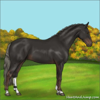 Horse Color:Liver Chestnut Mushroom 