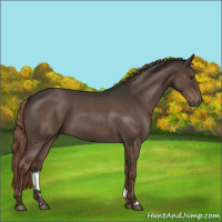 Horse Color:Liver Red Roan 