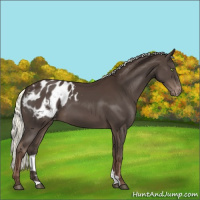 Horse Color:Liver Chestnut Mushroom Appaloosa 