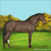 Horse Color:Liver Chestnut 