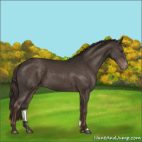 Horse Color:Liver Chestnut Appaloosa 