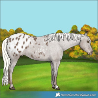 Horse Color:Liver Red Dun Mushroom Appaloosa 