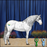 Horse Color:Black Sabino Appaloosa 