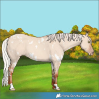 Horse Color:White Spotted Silver Sable Champagne Dun 