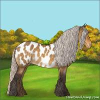 Horse Color:Silver Buckskin Dun Appaloosa 