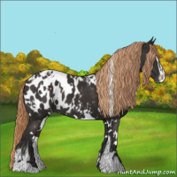 Horse Color:White Spotted Liver Chestnut Sabino Blanket
