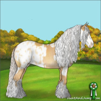Horse Color:Gold Cream Champagne Sabino  and Gold Cream Champagne Dun Tobiano Appaloosa 