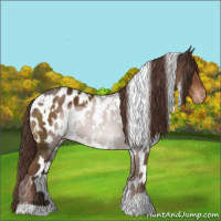 Horse Color:White Spotted Liver Chestnut Appaloosa 