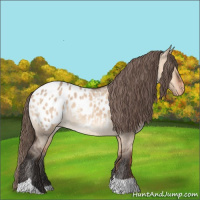 Horse Color:Bay Dun Tobiano Appaloosa Rabicano 