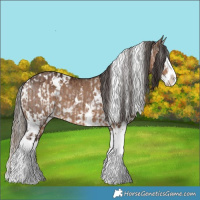 Horse Color:White Spotted Liver Chestnut Splash  and White Spotted Liver Red Dun Splash Brindle 