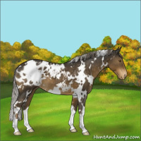 Horse Color:White Spotted Chocolate Palomino Appaloosa 