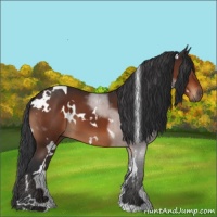 Horse Color:White Spotted Brown 