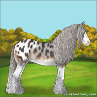 Horse Color:Liver Red Roan Splash Appaloosa 