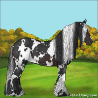 Horse Color:White Spotted Brown 