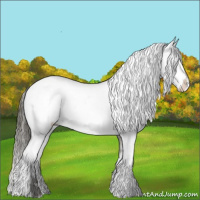 Horse Color:White Spotted Buckskin Appaloosa 
