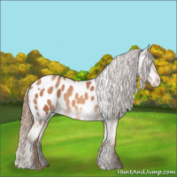 Horse Color:White Spotted Gold Champagne Appaloosa Rabicano