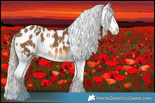 Horse Color:White Spotted Sable Champagne Appaloosa  and White Spotted Chocolate Palomino Appaloosa 