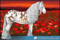Horse Color:White Spotted Sable Champagne Appaloosa  and White Spotted Chocolate Palomino Appaloosa