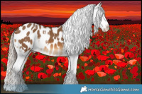 Horse Color:White Spotted Sable Champagne Near Leopard  and White Spotted Chocolate Palomino Blanket 