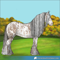 Horse Color:White Spotted Liver Red Dun Sabino  and White Spotted Liver Red Dun Sabino Splash Appaloosa 