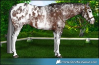 Horse Color:White Spotted Bay Appaloosa 