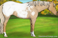 Horse Color:Palomino Roan Appaloosa