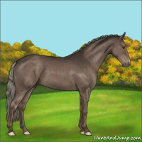 Horse Color:Liver Chestnut Mushroom 