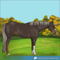 Horse Color:Liver Chestnut Mushroom 