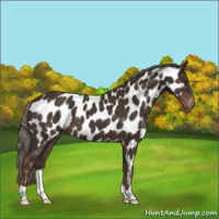 Horse Color:Liver Chestnut Mushroom Appaloosa 