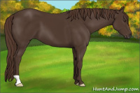 Horse Color:Liver Chestnut