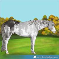 Horse Color:Liver Chestnut Mushroom Sabino 