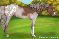 Horse Color:Liver Chestnut Mushroom Appaloosa 