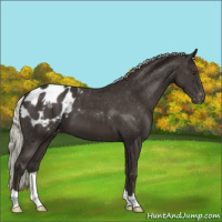 Horse Color:Liver Chestnut Mushroom Appaloosa 