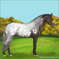 Horse Color:Liver Chestnut Mushroom Appaloosa