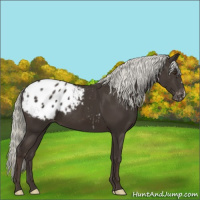 Horse Color:Liver Chestnut Mushroom Appaloosa 