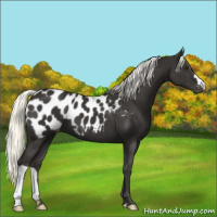 Horse Color:Liver Chestnut Mushroom Appaloosa 