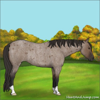 Horse Color:Liver Red Dun Roan Rabicano