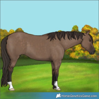 Horse Color:Liver Red Dun 